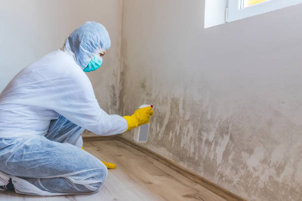 Licensed Attic Mold Removal service in Newton, TX - WQB Mold Removal