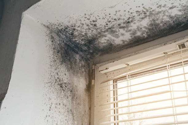 Affordable Attic Mold Removal solutions in Newton, TX
