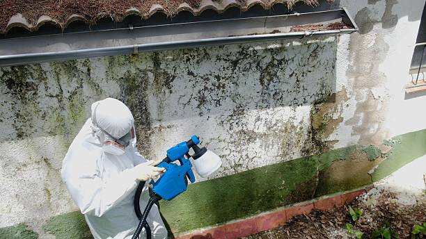 Top rated local Attic Mold Removal specialists in Newton, TX